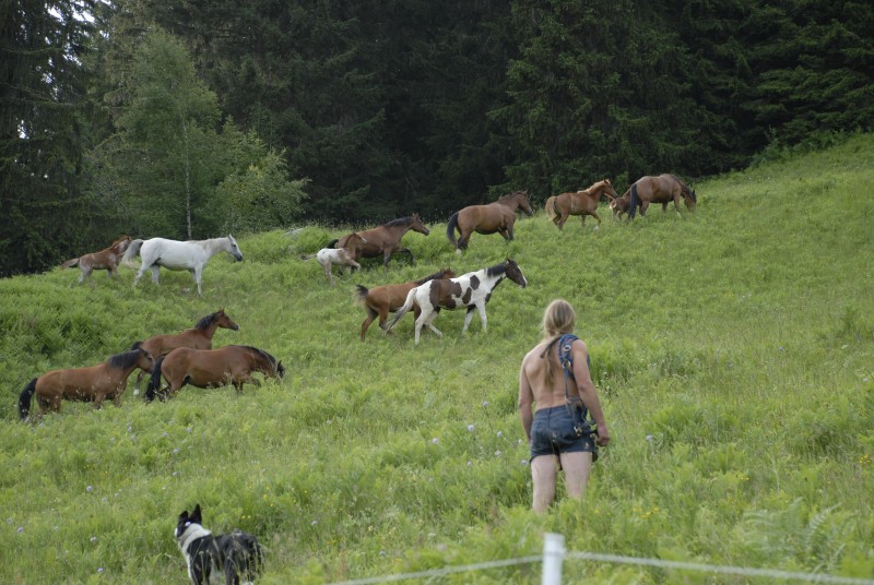 Sommerweide › Silvio Pfister biologisch zertifizierter Zuchtbetrieb