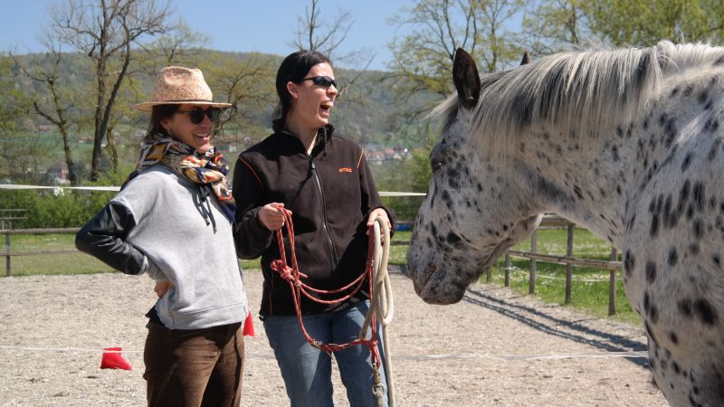 Coaching mit Pferden 